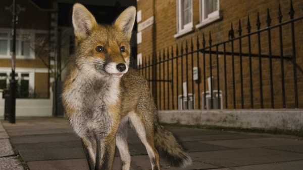New Writing: Animal Connection by Neva Elliott McGinley