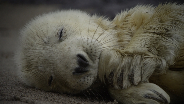 A Seal Pup in Blasket Islands