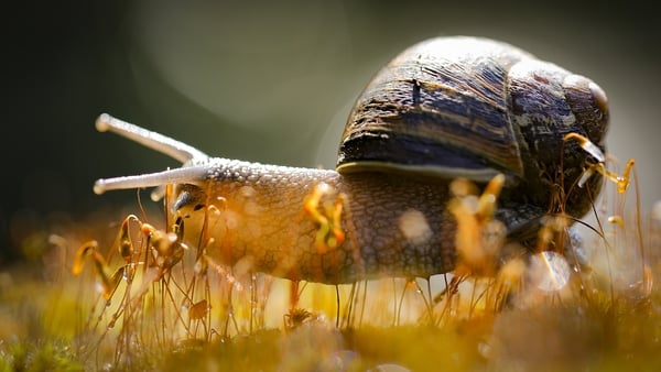 Let's Dive In: How does a snail grow its shell?
