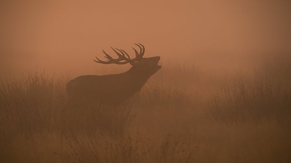 Red Deer Early Morning