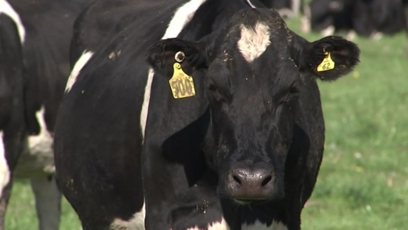 26,000 cattle have been destroyed in the past ten months