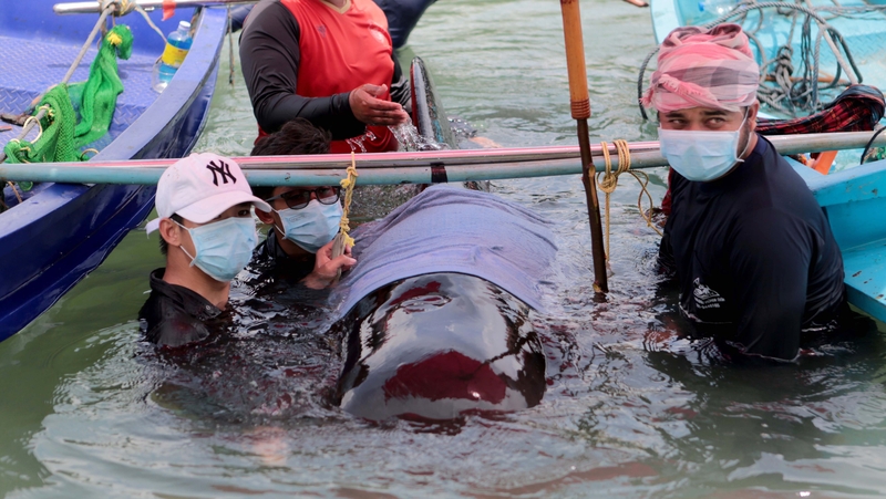 Thai marine biologists rescued the pilot whale but could not save its life
