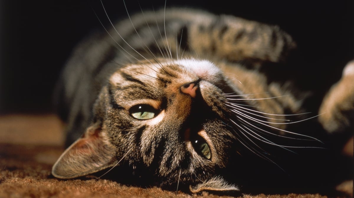 Kit 'The Toilet Trained' Cat