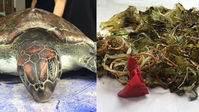 Plastic, rubber bands, pieces of balloon and other rubbish had filled the turtle's intestinal tract