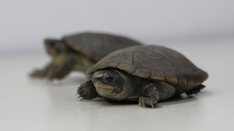 The turtles measure just 10cm long