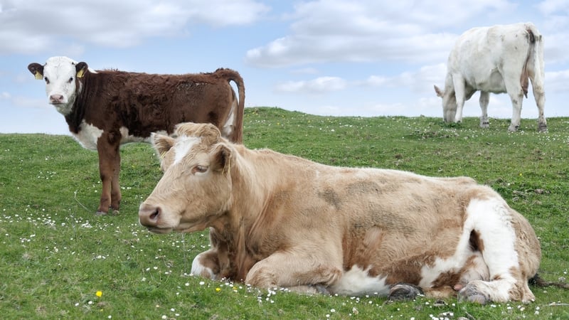 One-third of Ireland's emissions come from agriculture, with a large portion of that coming from cattle alone.