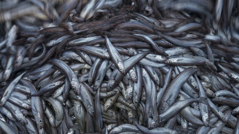 Ireland's fishing industry has been identified as a priority for labour inspections.