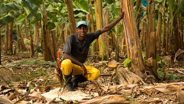 Fyffes is the leading marketer of organic and Fairtrade bananas to Europe