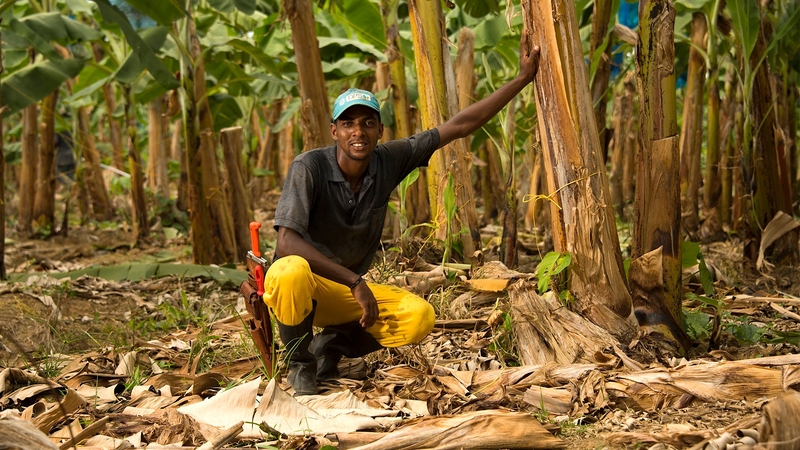 Fyffes is the leading marketer of organic and Fairtrade bananas to Europe