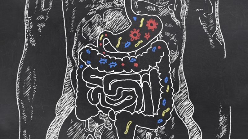 Our digestive system seems to be way more sophisticated than we give it credit for