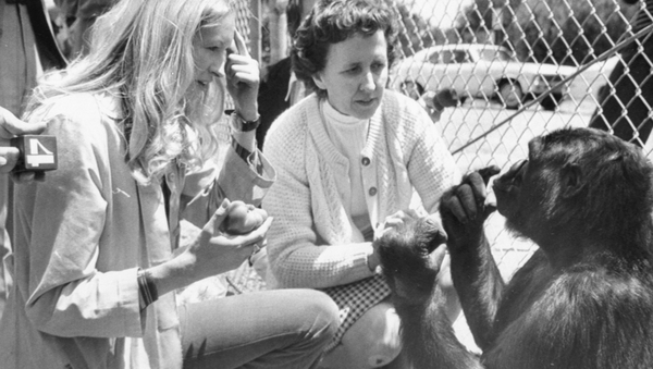 Koko the gorilla with researcher Penny Patterson and interpreter for the deaf June Monroe. Photo: Getty Images