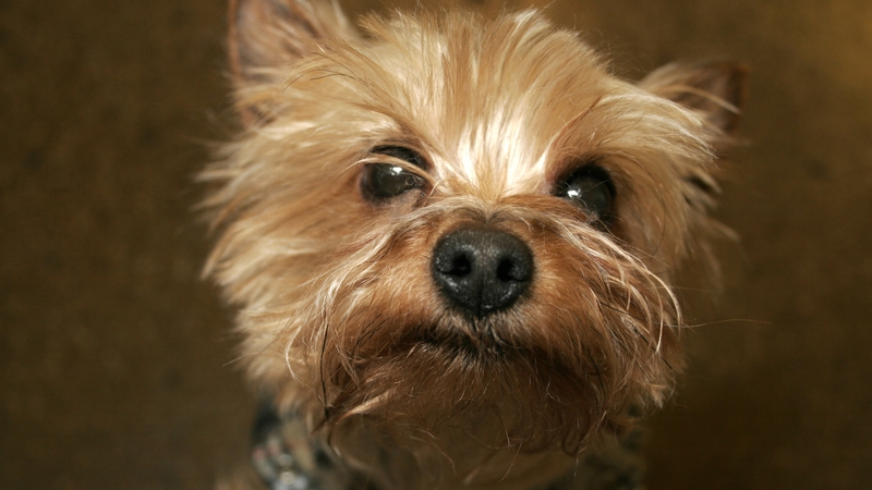 The dog became a bone of contention when the couple split in 2011 (File image)