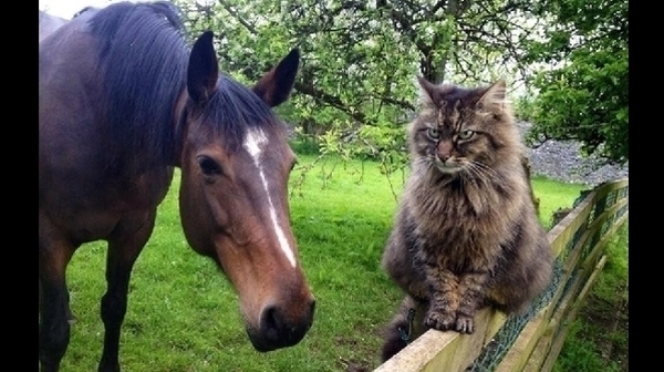 The Shepherd Cat: 'Bodacious is a real character.'