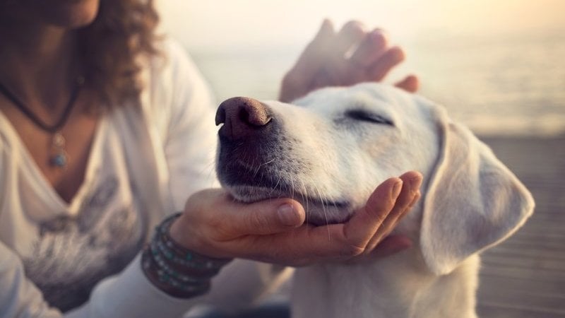 Here are a few fantastic facts about man's best friend.