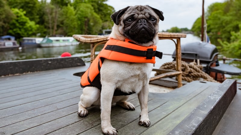 Patrick to the rescue