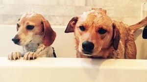 The pet I’ll never forget