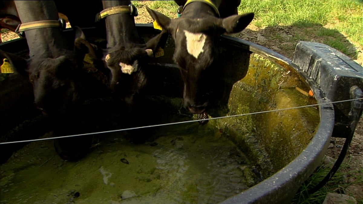 End of an era for Knockmaroon Farm as dairy herd is sold