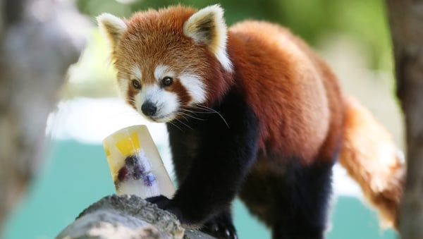 Meet some of the animals who live in Dublin Zoo!