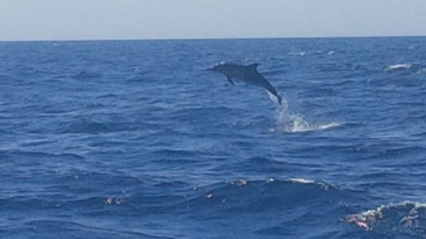 Whale Watching