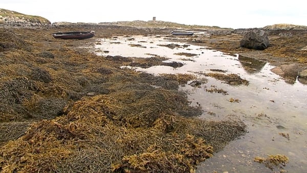There was 13 applications by companies seeking a licence to harvest seaweed along the west coast