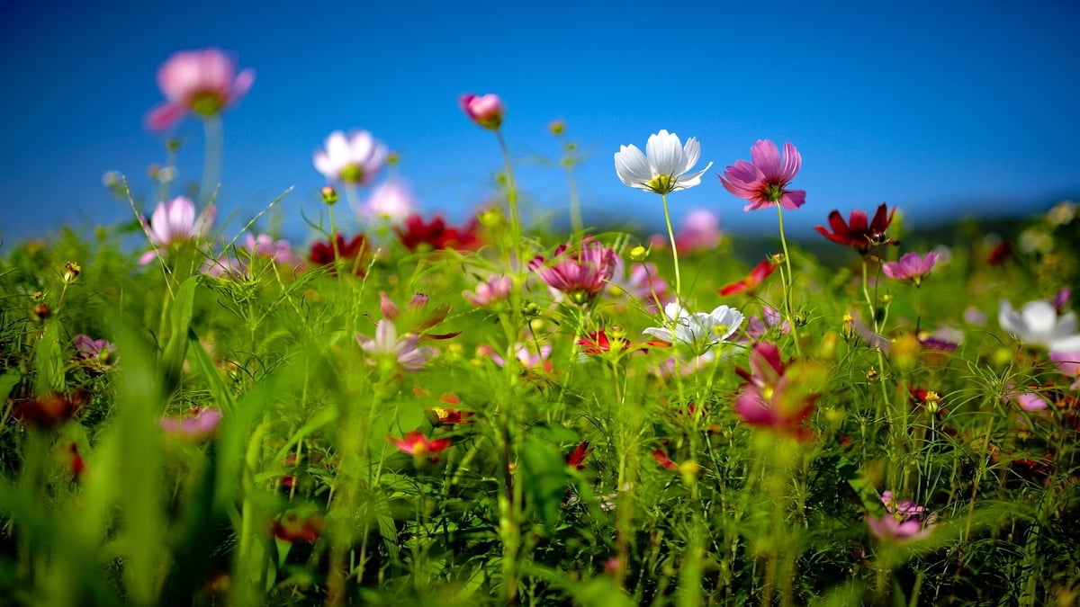 Lady in the Long Grass - Biodiversity FIT Count