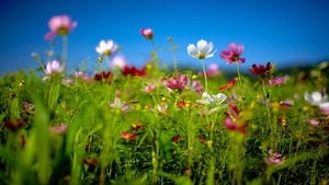 Lady in the Long Grass - Biodiversity FIT Count show image