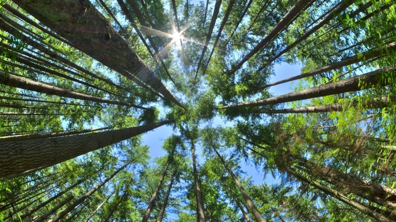 If a tree falls in the forest and there's no-one around, what does it sound like?