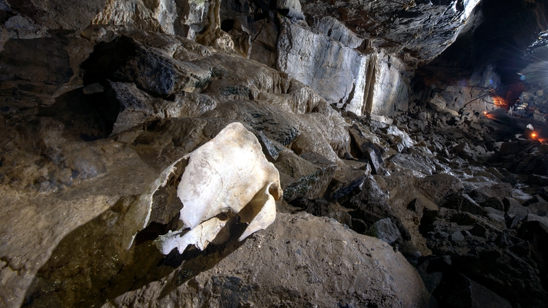 The 10,400 year old bear skull in Aillwee Cave (Pic: Ken Williams)
