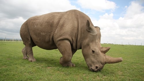 The zoo said that at least one of the rhinoceroses made contact with the child