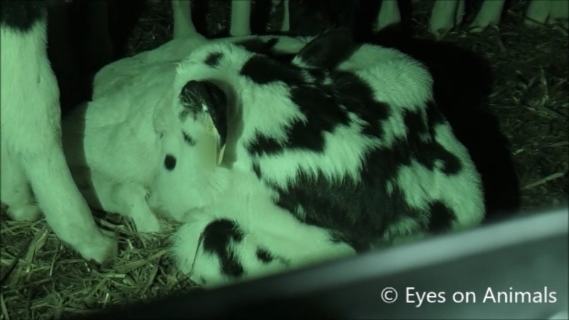 Eyes on Animals claim the latest alleged breach came to light after it followed two- to four-week-old calves transported from Ireland by sea to Cherbourg in northern France and then on elsewhere in Europe