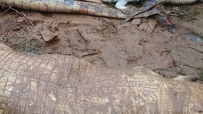 After a man was killed by a crocodile, villagers carried out a revenge attack