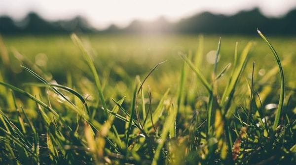 Bringing grass back to life: 'If people are patient, the grass wi