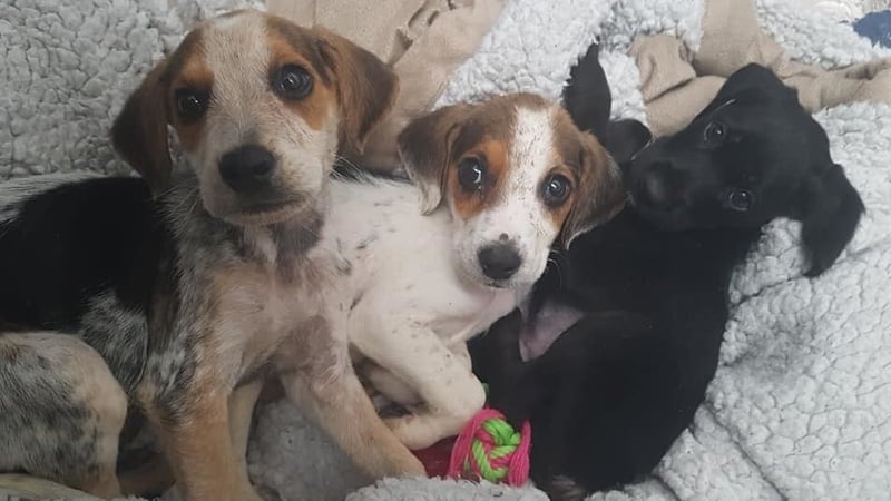 The dogs were emaciated and severely dehydrated (Pic: MADRA Facebook page)