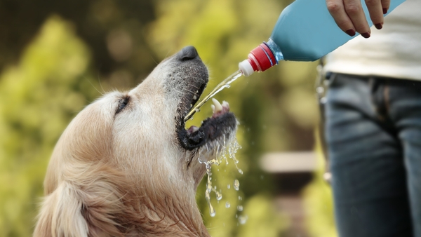 Vet Colm Conlon has great tips to help mind your pets