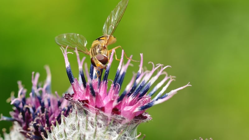 What to do if you get stung by a wasp