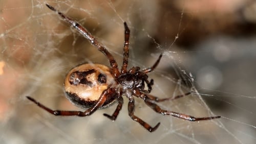 The Noble False Widow spider sizes up its next meal