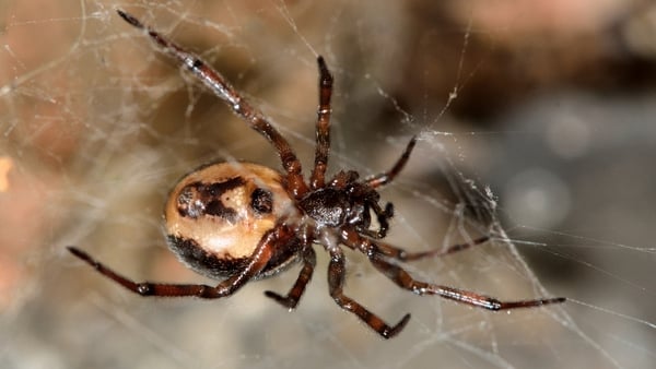The Noble False Widow spider sizes up its next meal