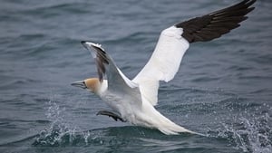Cruising The Skelligs show image