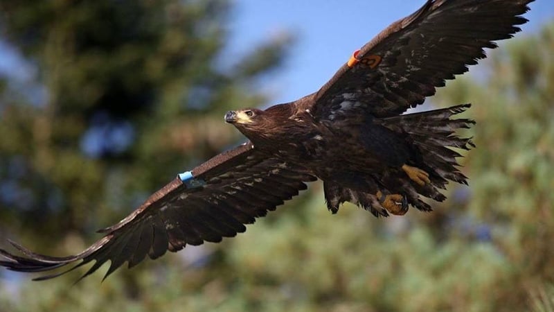 Eddie had remained around Dingle Bay since spring 2017 (Pic: Valerie O'Sullivan)