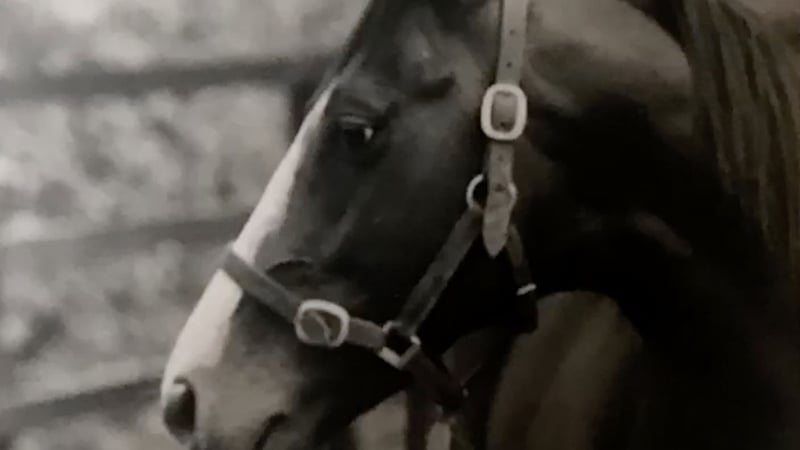 Searching for Shergar, 9:35pm, RTÉ One