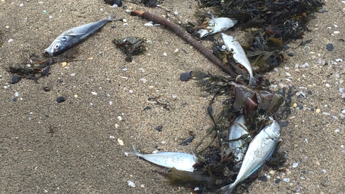 The number of fish kills increased to 40 last year after a historic low of 14 in 2017