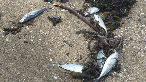 The number of fish kills increased to 40 last year after a historic low of 14 in 2017