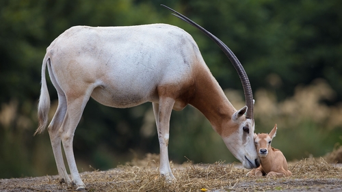 The male calf, which was born on Wednesday 25 July, weighs around 25kg