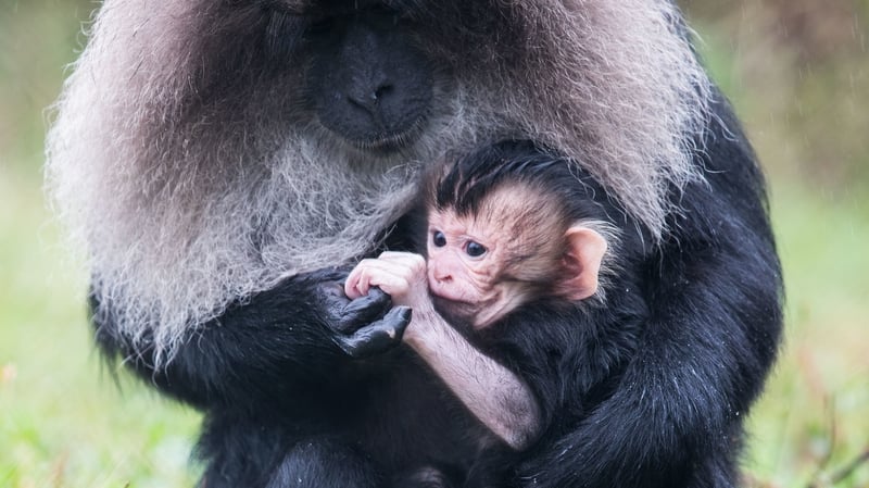 As the baby's mother keeps it very close, staff are unable to say whether the baby is male or female