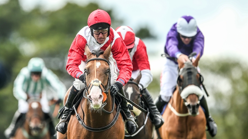 Sandymount Duke at the 2015 Galway Festival.