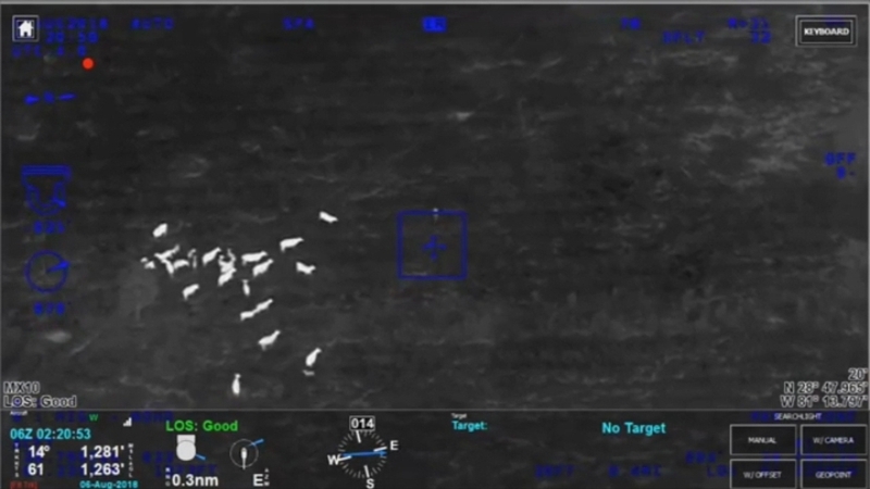 'Actually, the large group of cows is following her'