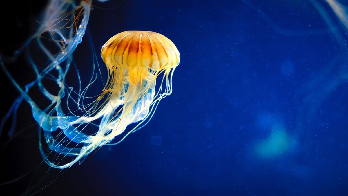 Jellyfish - Aine Lisa Shannon  