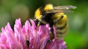 Where have all the insects gone? show image