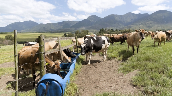 Dairy cows feeding on a farm in South Africa's Western Cape