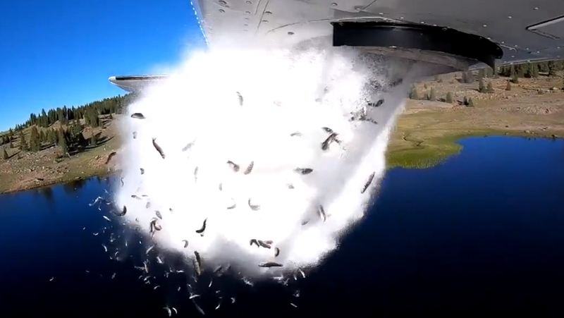 Utah DWR says the new method causes less stress to the fish